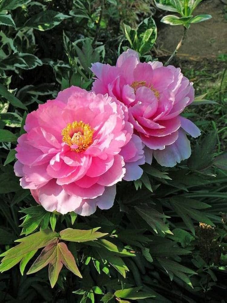 Chinese Peony Paeonia lactiflora Seeds for Planting - Perfect for Flower Bed & Urban Garden