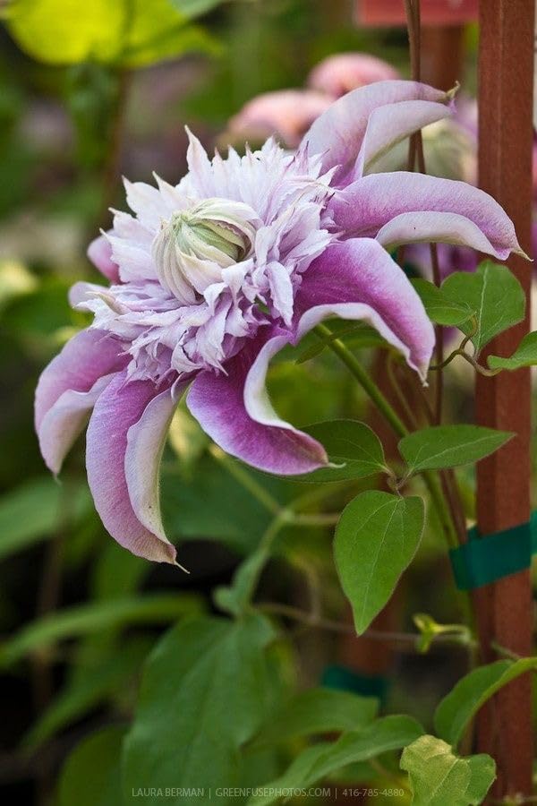 Hardy Clematis Floral Columbine Clematis spp. Seeds for Planting in Garden