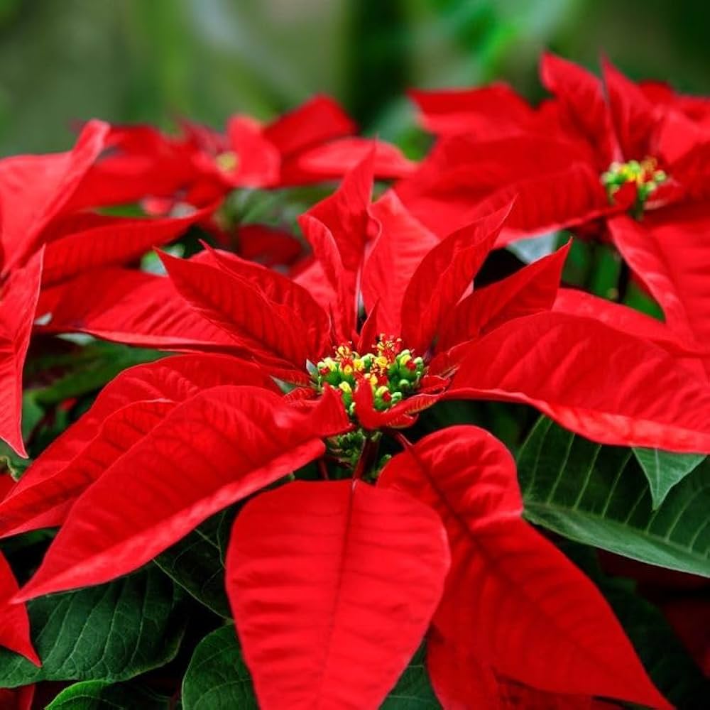 Red Green Poinsettia Flower seeds for Planting Rich Fragrance Heirloom & GMO Free Seeds For Home Garden 
 
 Sale