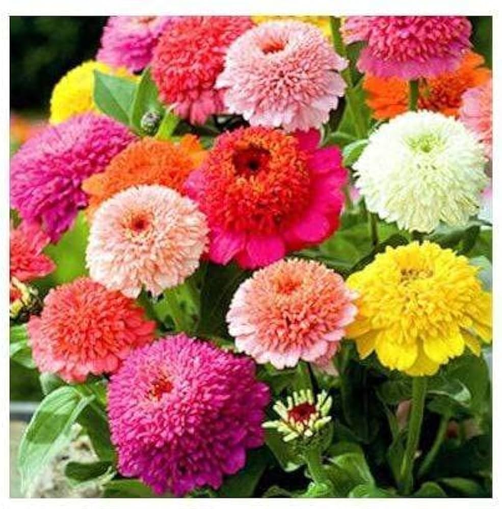 Mix Zinnia Scabiosa Annual Seeds for Planting