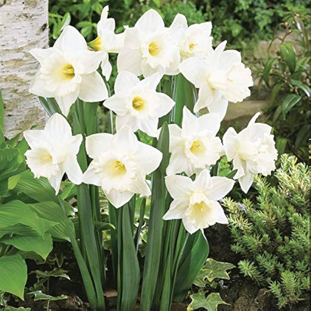 Daffodil Flower seeds for Planting Sun Loving Heirloom & GMO Free Seeds for Home Garden