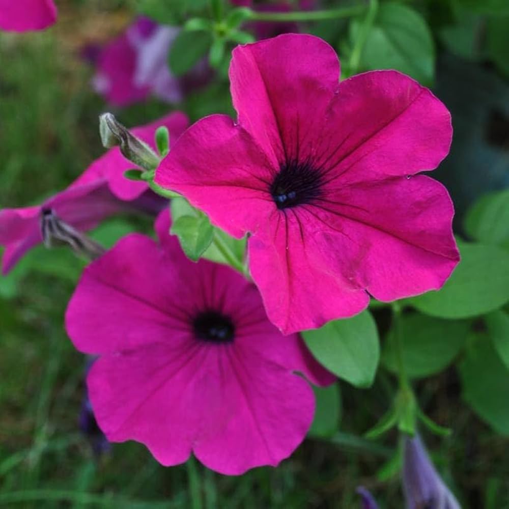 Pink Trailing Petunia Flower seeds for Planting - Hardy Variety, Heirloom & GMO Free Seeds for Home Garden
