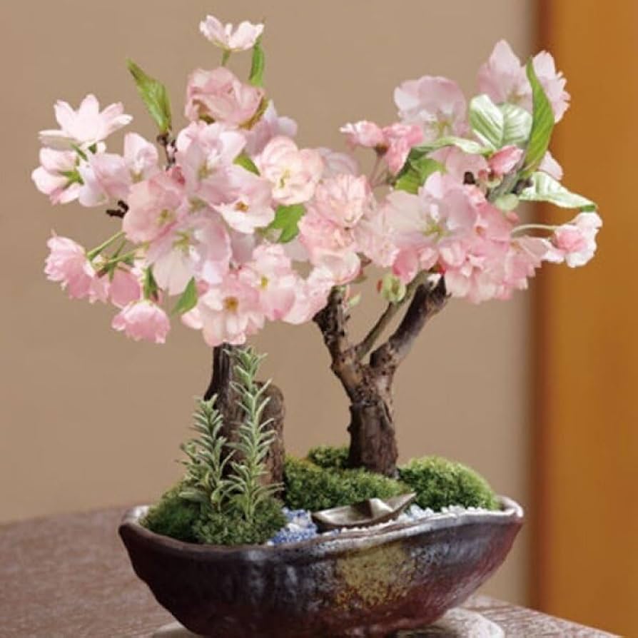 Simsii Bonsai Flower Seeds Planting Multi Color