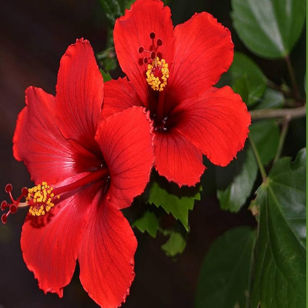 Hibiscus Hibiscus spp. Seeds for Planting in Tropical Garden