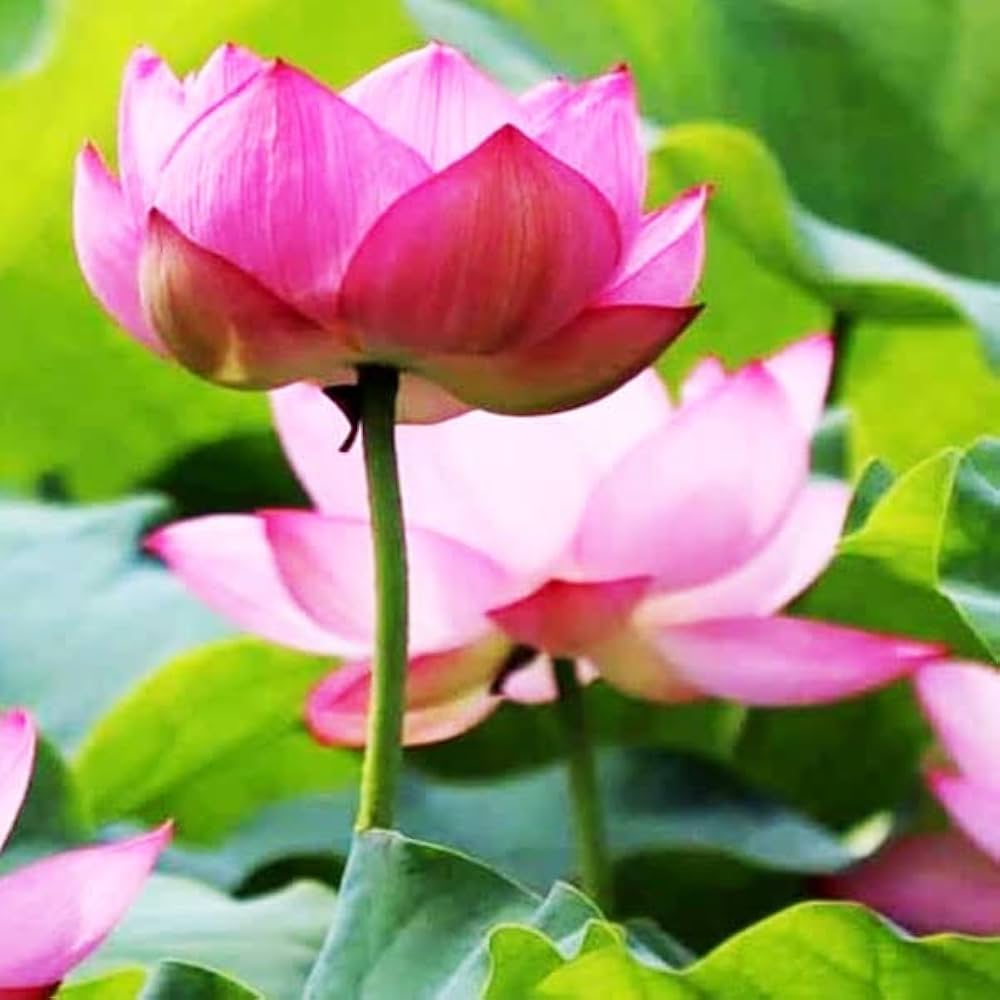 Plumeria Green Blue Flower Seeds – Fragrant, Vibrant Tropical Flowers for Your Garden