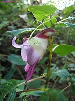Parrot Orchid Flower seeds for Planting - Shade Tolerant, Heirloom & GMO Free Seeds for Home Garden
 
 Sale for planting in home garden