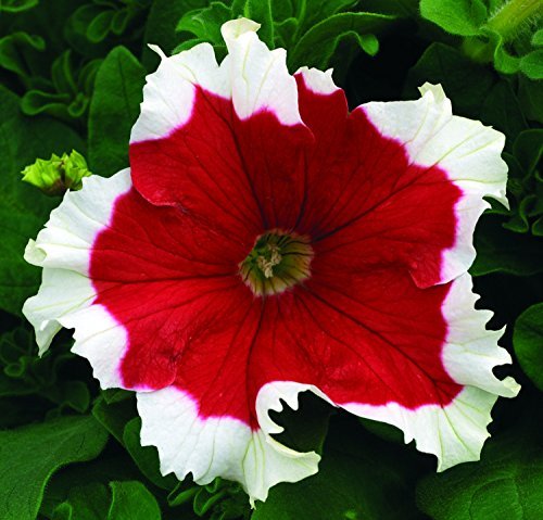 Petunia Freedom Salmon Seeds for Planting Hanging Baskets Urban Garden