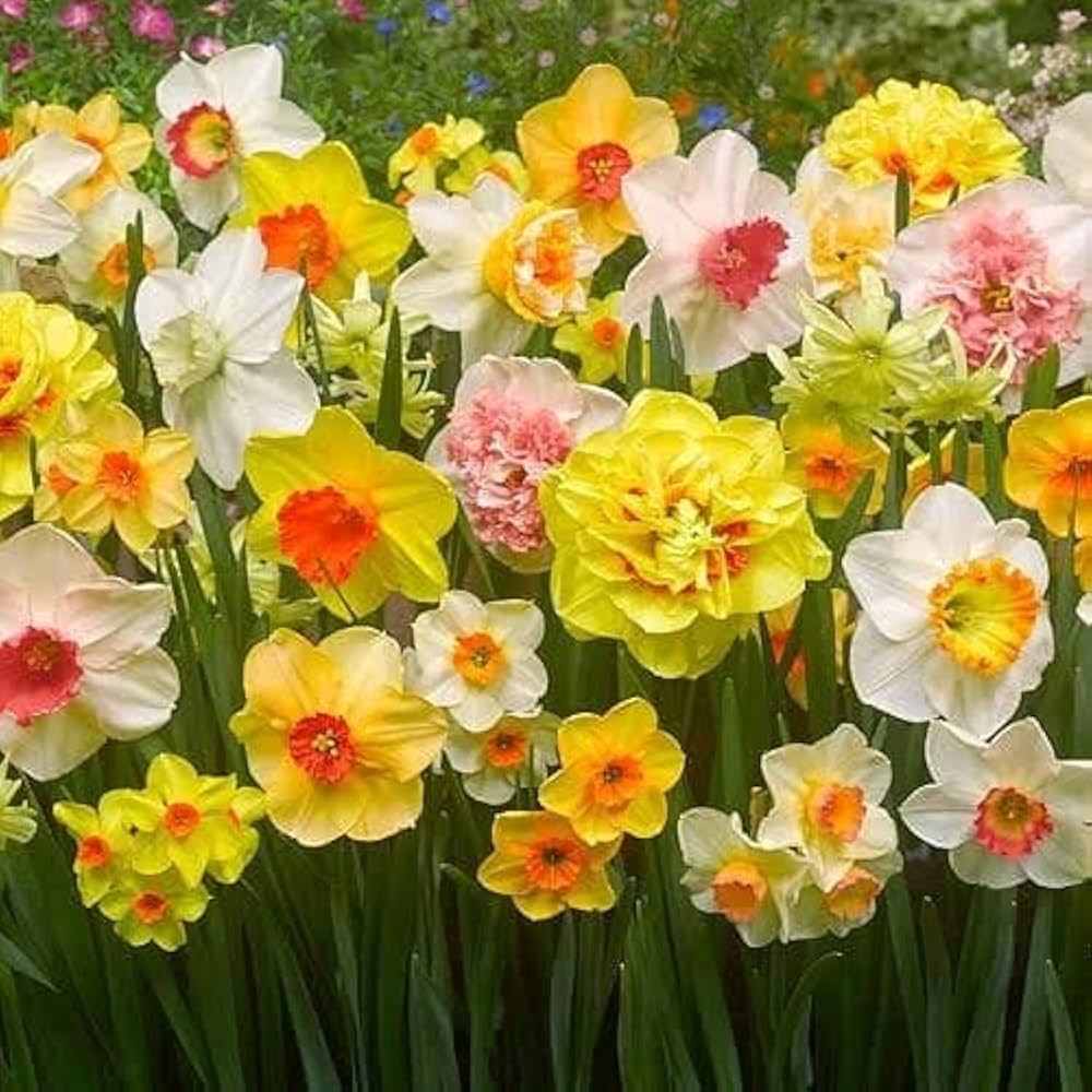 Mixed Colour Double Daffodil Flower Seeds for Planting Bright Blooms Heirloom & GMO Free Seeds for Home Garden
 
 Sale