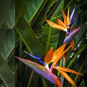 Violet Yellow Strelitzia Flower seeds for Planting - Premium Quality, Heirloom & GMO Free Seeds for Home Garden