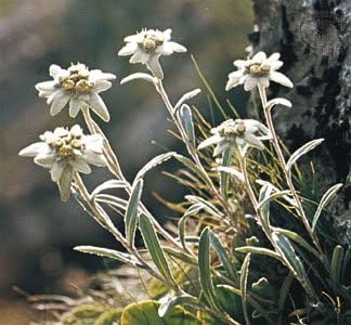 Alpinum Flower Soldanella alpina for planting in flower bed