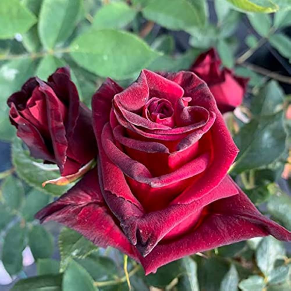Rose Black Baccara Rosa spp Flower Seeds for Planting in Garden and Flower Bed