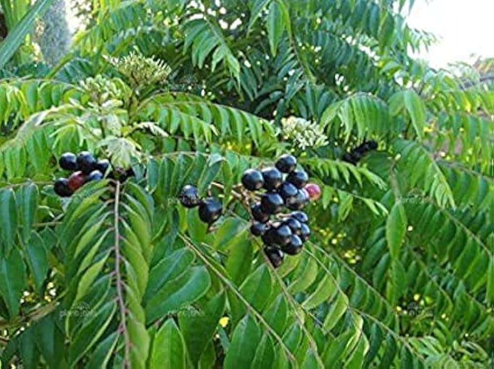 Curry Leaves Vegetable Seeds - Grow Fresh Flavors at Home