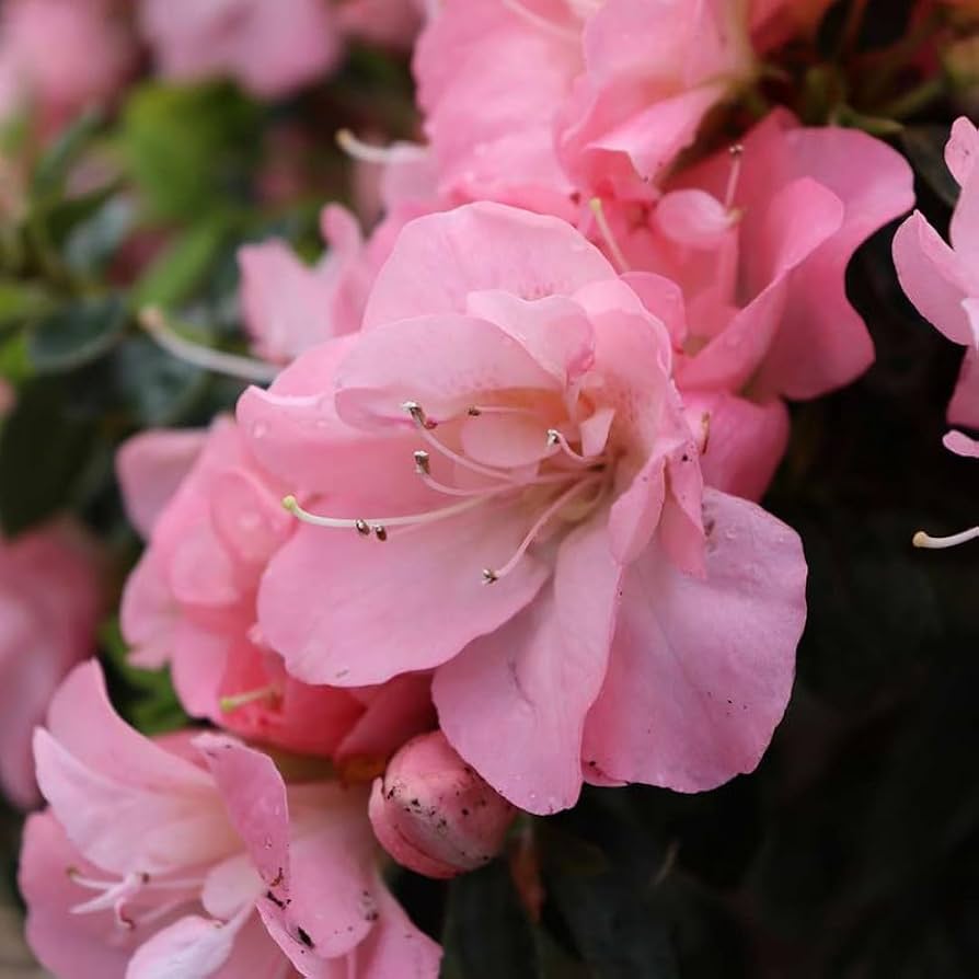 Pink Royal Azalea Rhododendron Schlipper Bushi Shrub Flower Seeds
