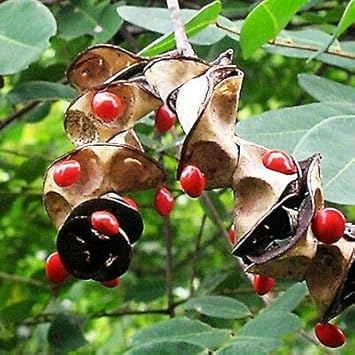 Coral Bean Flower Seeds, Heirloom Non-GMO Blooms with Vibrant Colors for Home Garden Planting
 
 Sale seeds for home garden