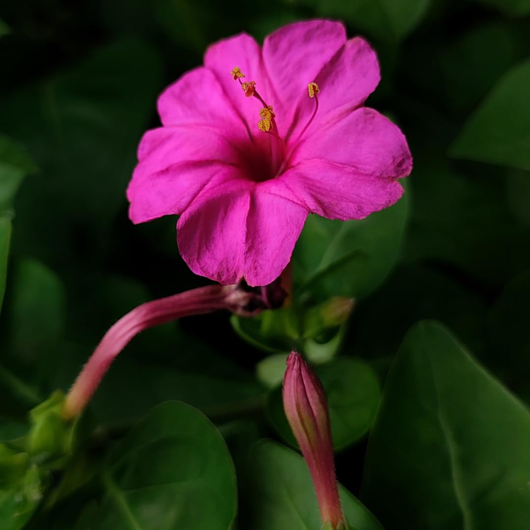 Red Four O'Clock Mirabilis jalapa Seeds for Planting evening garden flower bed