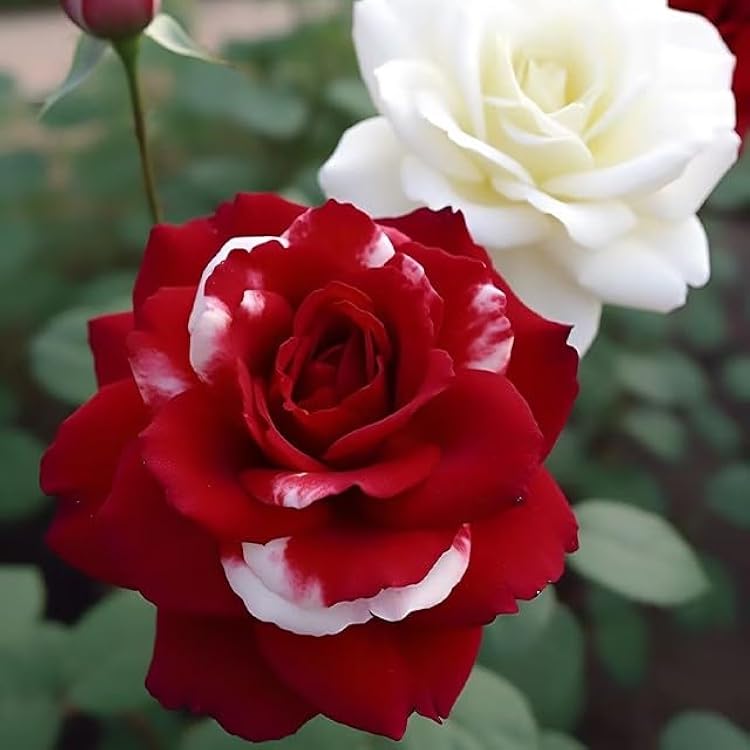 Love in Rose Bush Seeds - Rare - Red White Rose Seeds - Evergrowseeds