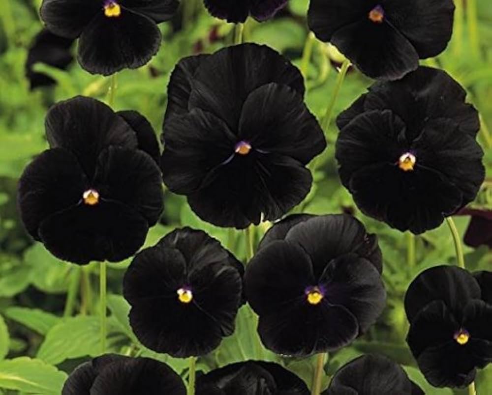 Black Pansy Viola tricolor Seeds for Planting - Perfect for Flower Bed & Urban Garden