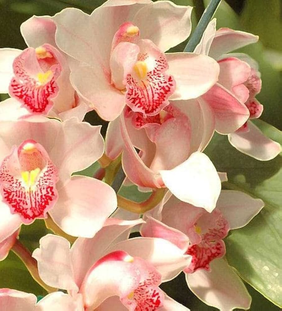 Baby Pink Orchid Flower seeds for Planting - Bright Blooms, Heirloom & GMO Free Seeds for Home Garden