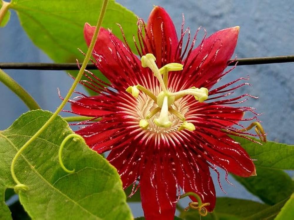Passion Flower seeds for Planting - Pollinator Friendly, Heirloom & GMO Free Seeds for Home Garden