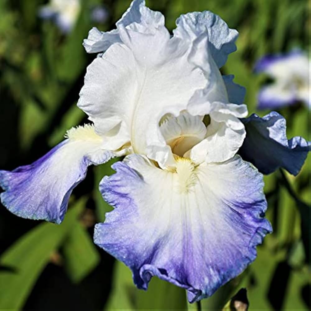 Iris Perennial Seeds for Planting Iris spp. for flower beds and ornamental gardens