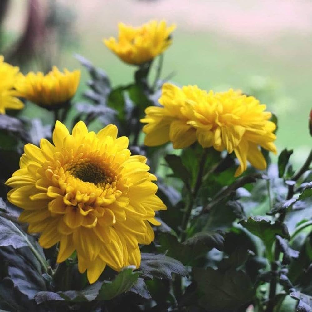 Chrysanthemum Mixed Flower for planting in flower bed
