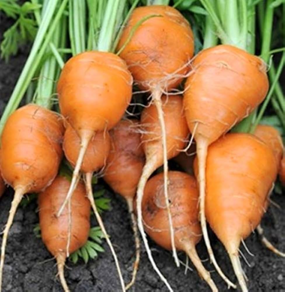 Oxheart Carrot Seeds for Vegetable Planting