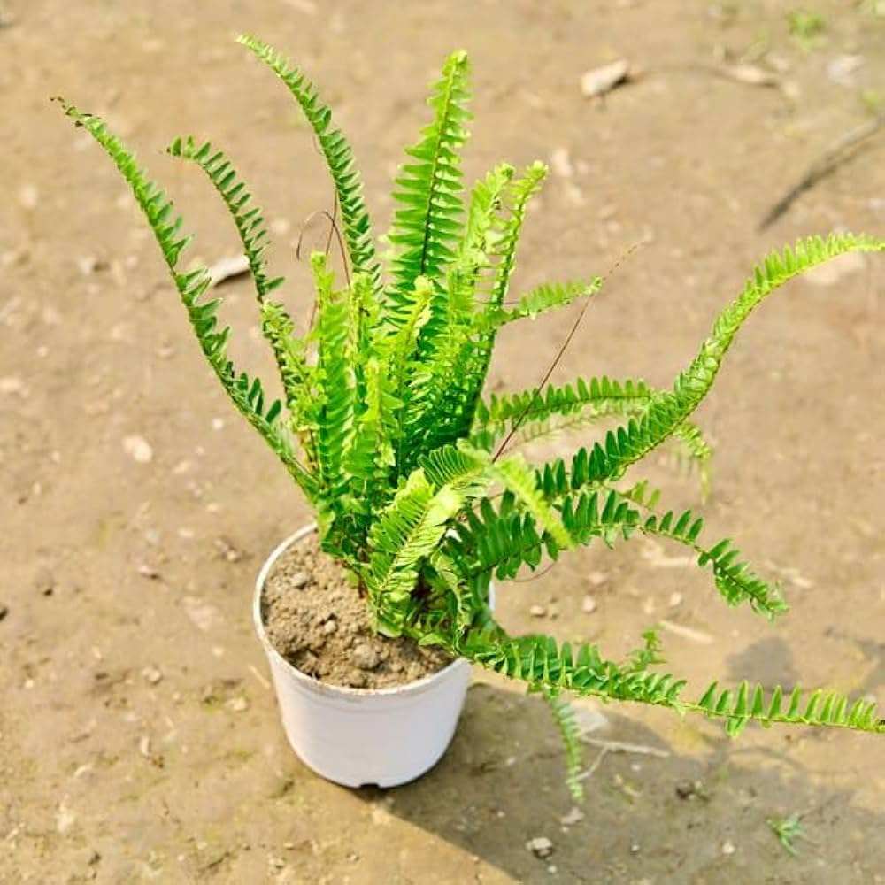 Green White Fern for Planting Hardy Variety Heirloom & GMO Free Seeds for Home Garden
 
 Sale