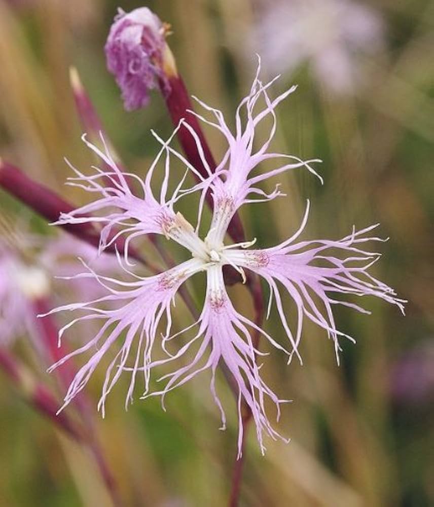 Superb Pink Dianthus spp. Seeds for Planting - Ideal for Flower Bed & Cottage Garden