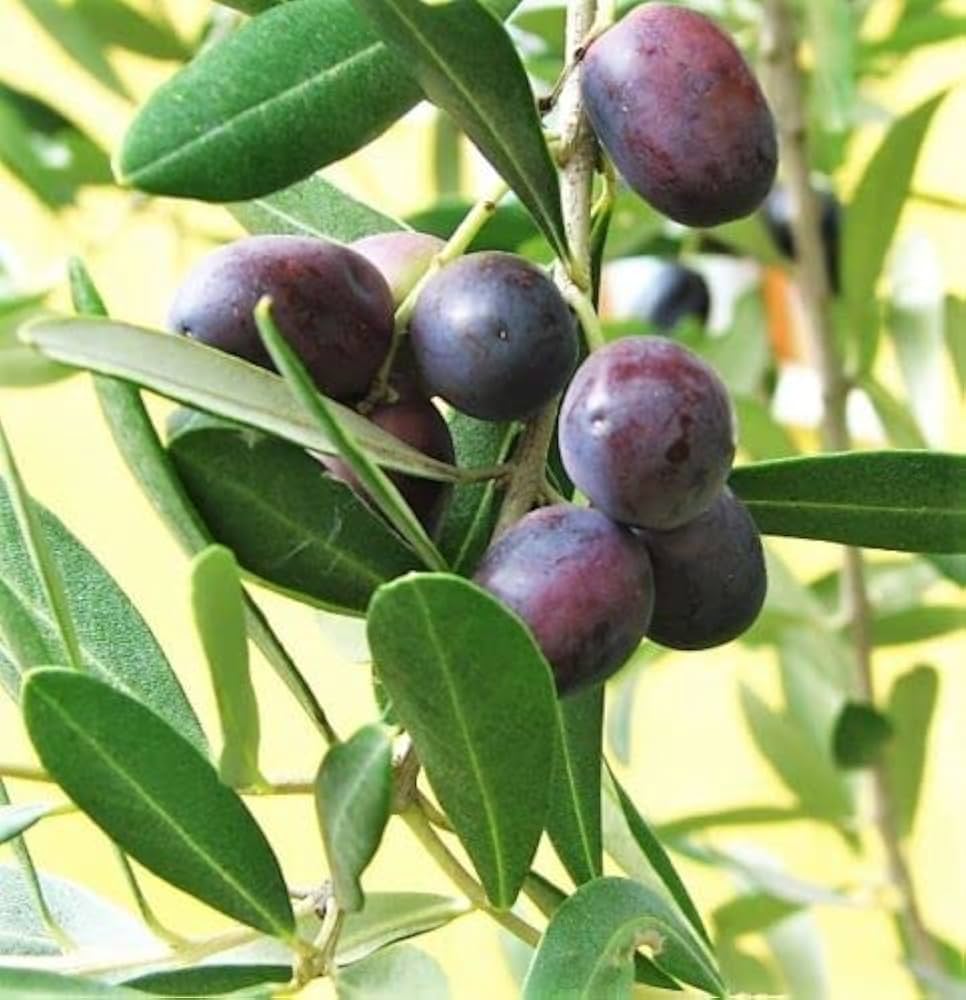 Olive Tree Planting Seeds for Home Gardens