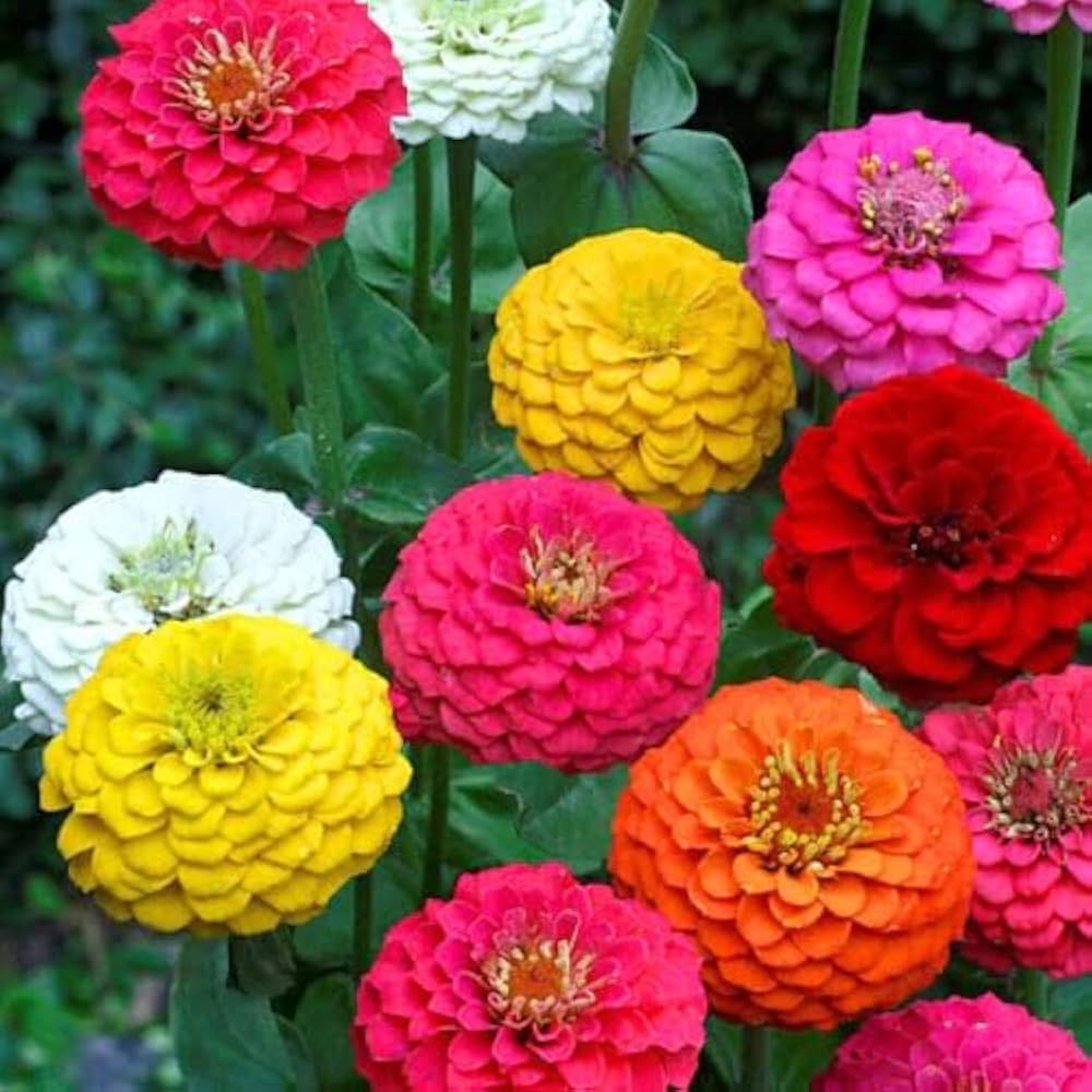 Lime Orange Zinnia Flower seeds for Planting - Compact Growth, Heirloom & GMO Free Seeds for Home Garden