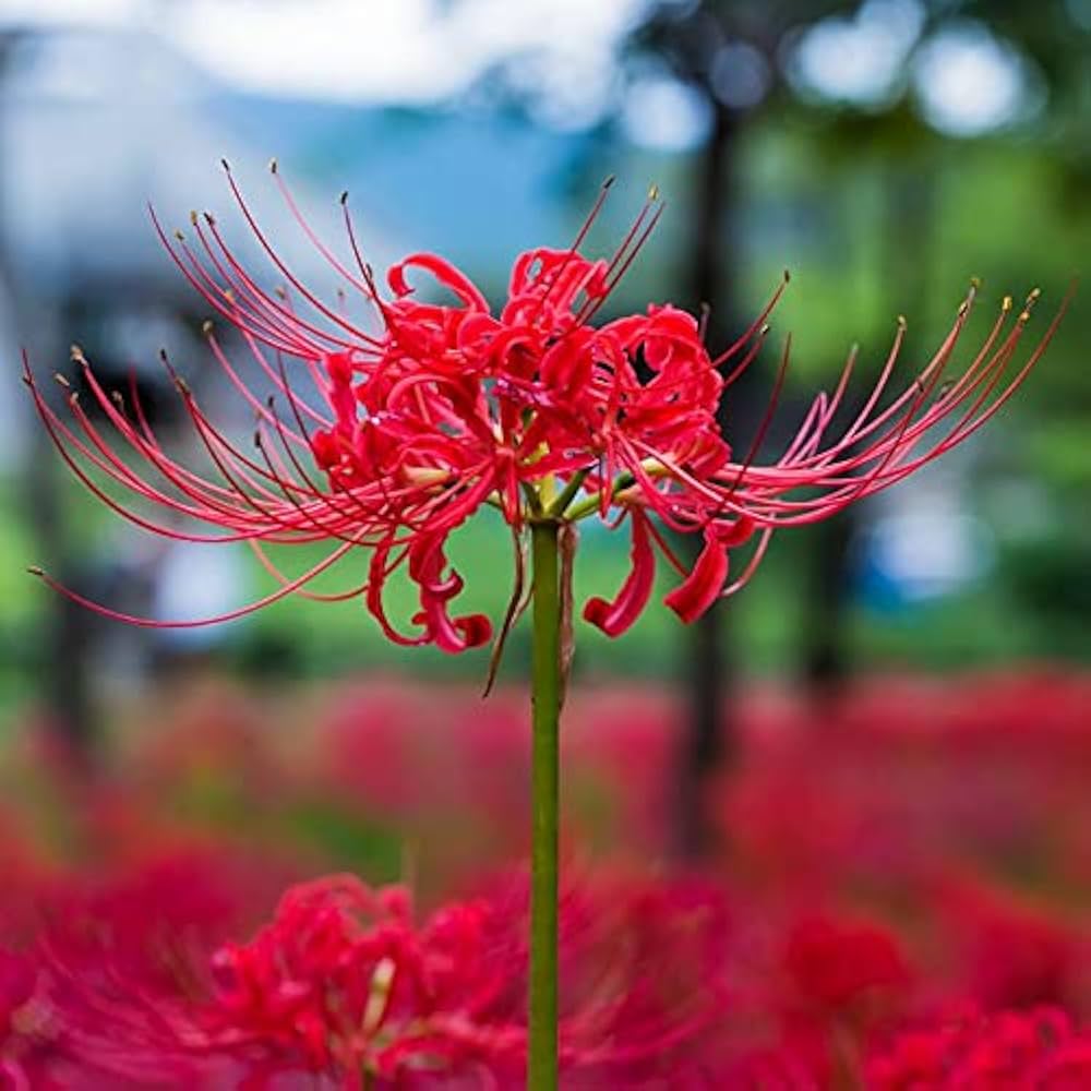 Radiata Flower Seeds for Planting