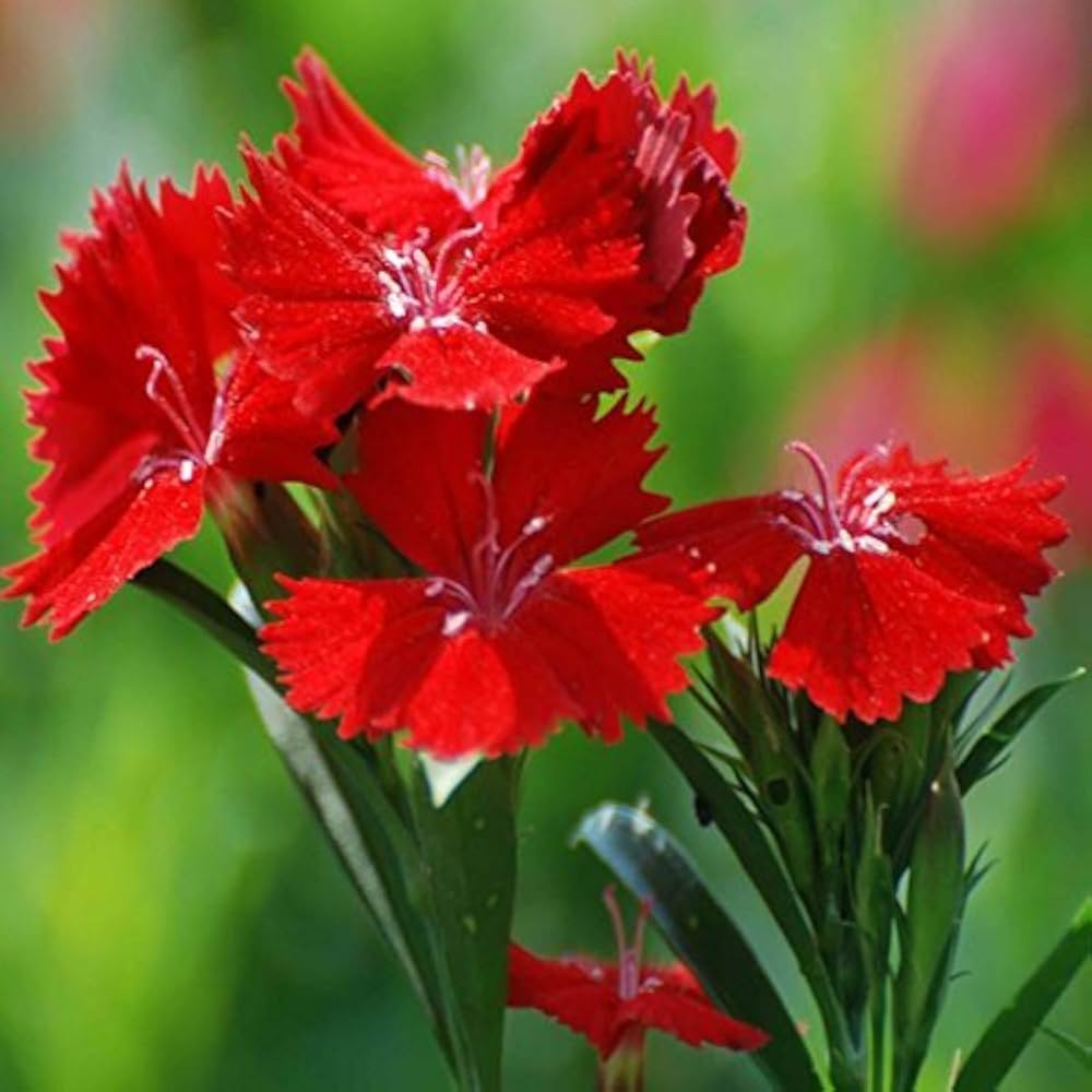 Maroon Dianthus Flower seeds for Planting - Seasonal Bloomer, Heirloom & GMO Free Seeds for Home Garden