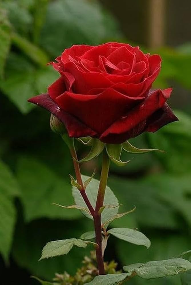 Red-Edge Rose Rosa spp. Seeds for Planting - Perfect for Flower Bed & Urban Garden