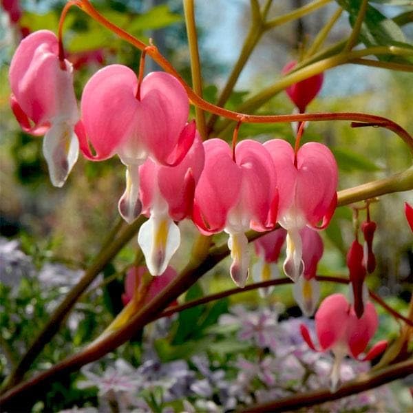 Mexican Creeper Desert Bleeding Heart Dicentra flower seeds from Evergrowseeds, ideal for planting in flower beds