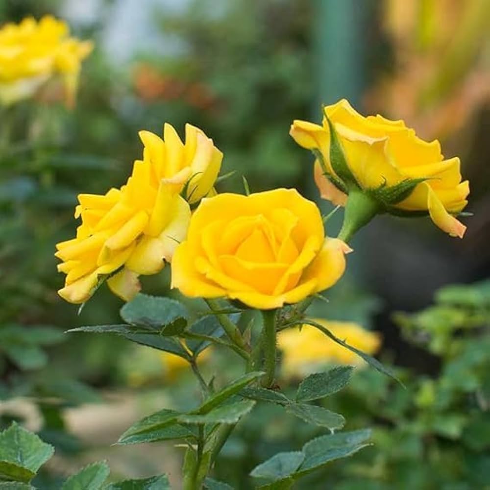 Yellow Mix Ruby Rose Flower Seeds for Planting NonGMO Heirloom Garden Seeds for Growing Wildflower Mix 
 
 Sale