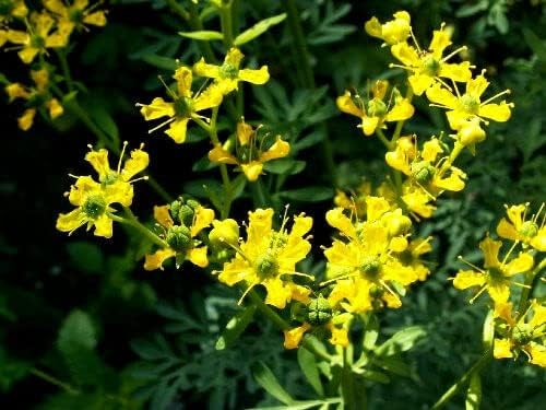 Yellow Rue Herb of Grace seeds for aromatic herb gardens