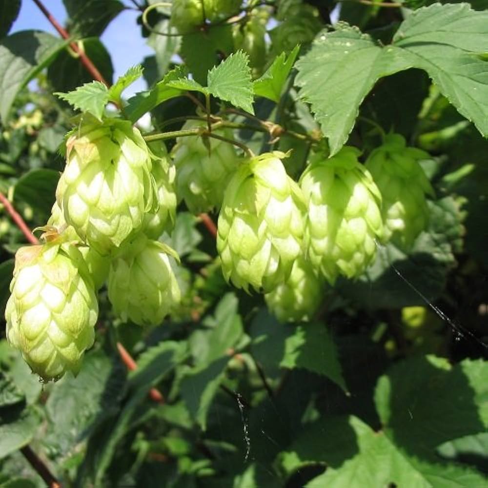Green Hop Flower seeds for Planting - Low Maintenance, Heirloom & GMO Free Seeds for Home Garden