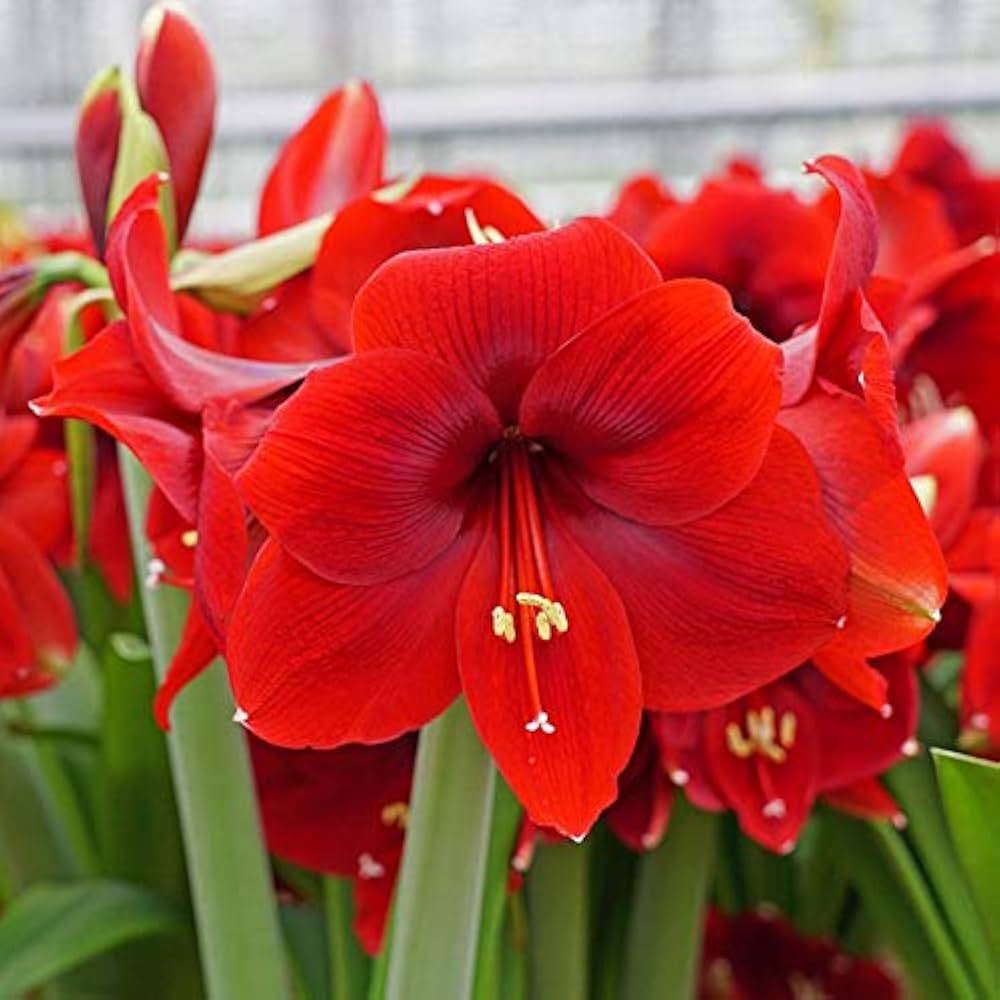 Amaryllis Flower Hippeastrum spp. Seeds for Planting in Indoor Garden