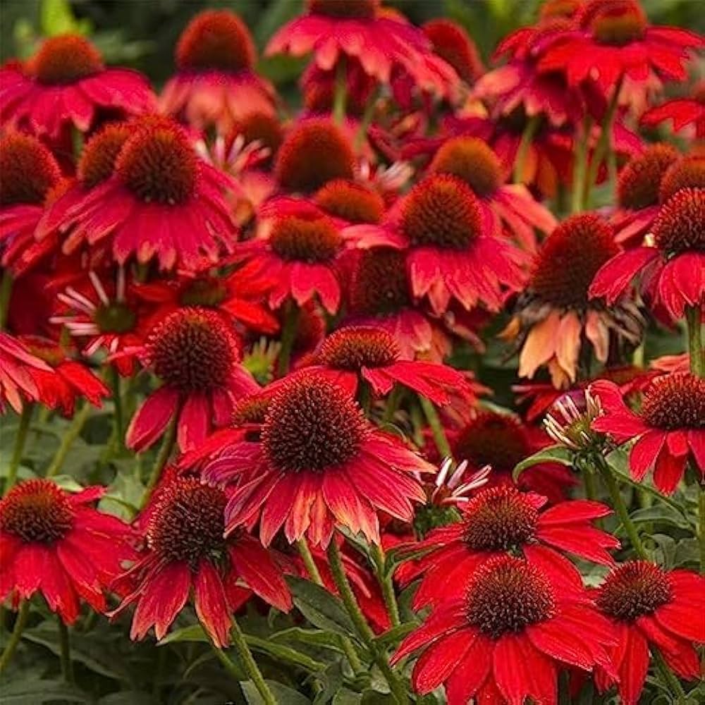 Red Coneflower Flower seeds for Planting - Sun Loving, Heirloom & GMO Free Seeds for Home Garden