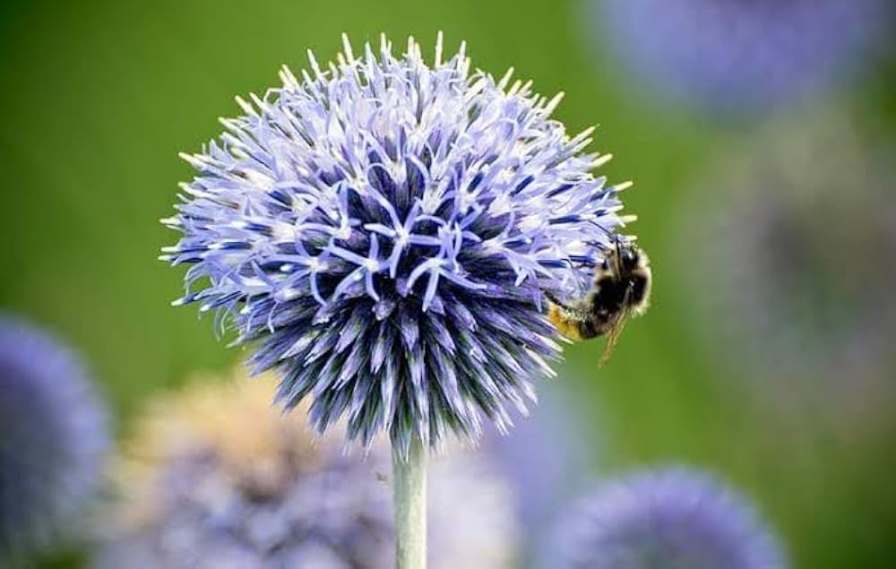 Echium Vulgare Blue Thistle Seeds Echium vulgare for Planting in Wildflower Garden and Pollinator Patch