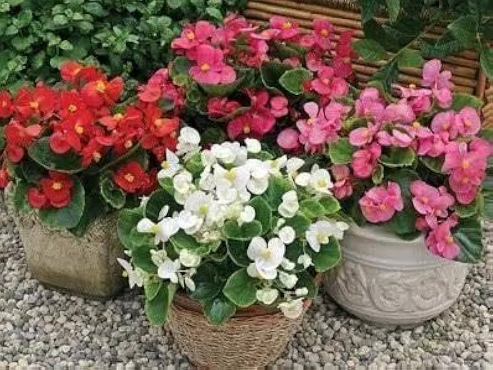 Begonia Super Olympia Rose Flower Seeds for Planting flower bed