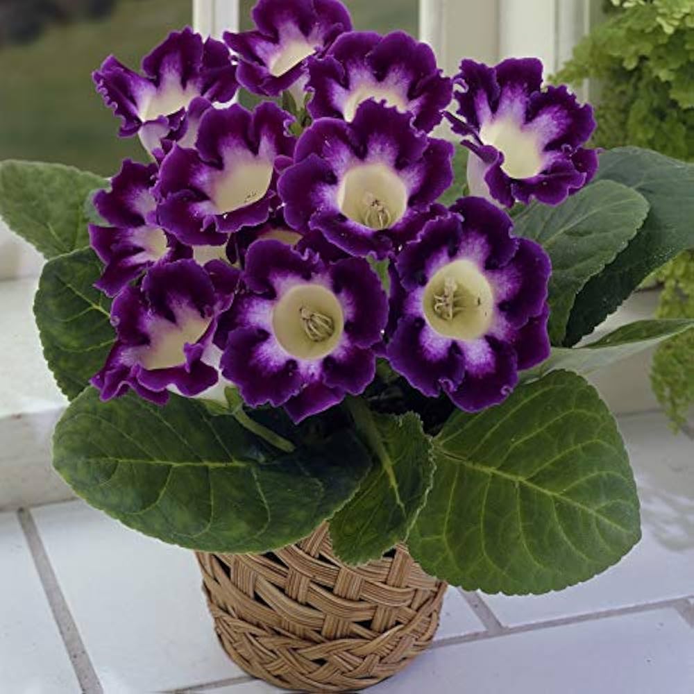 Purple White Gloxinia Flower Seeds for Planting Compact Growth Heirloom & GMO Free Seeds for Home Garden