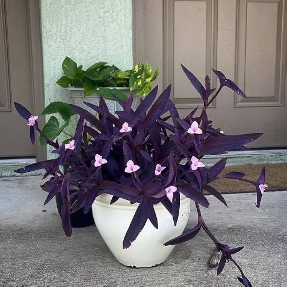 Tradescantia Pallida Flower seeds for Planting - Colorful Display, Heirloom & GMO Free Seeds for Home Garden