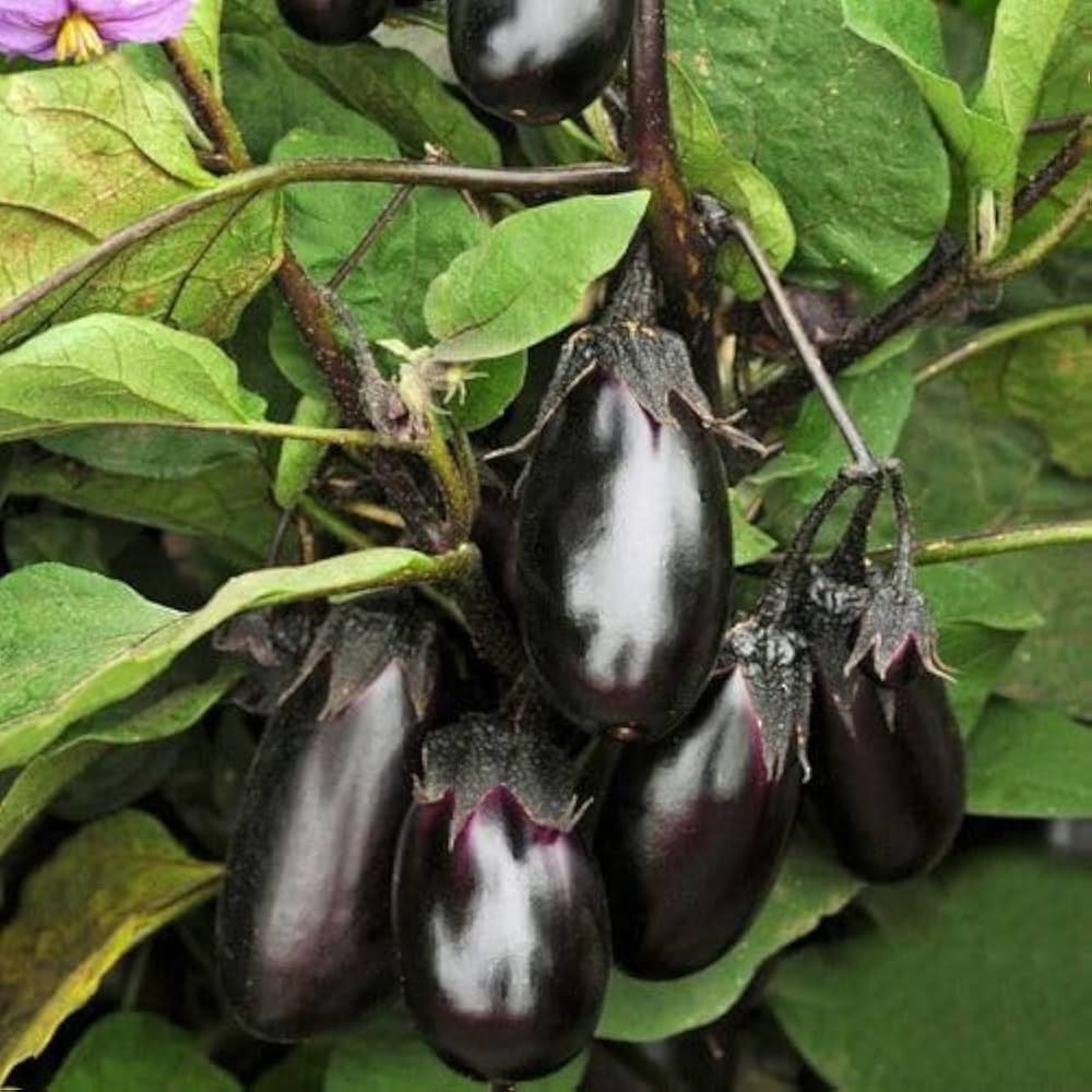 Black Eggplant Vegetable Seeds for Planting | Grow Delicious Eggplants at Home
