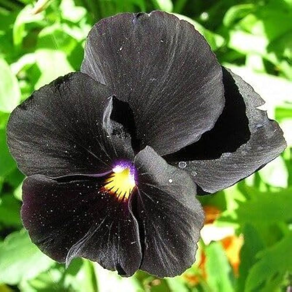 Black Bougainvillea Flower seeds for Planting - Low Maintenance, Heirloom & GMO Free Seeds for Home Garden