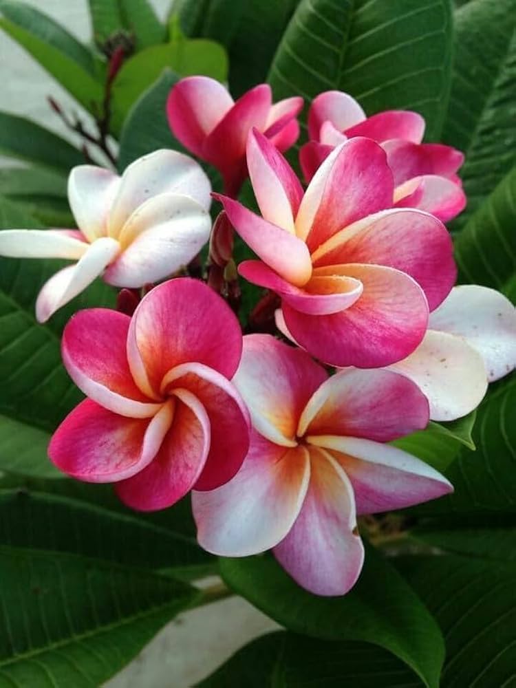 Bundle of 20 Plumeria flower seeds from Evergrowseeds, ready for planting in tropical garden landscapes.