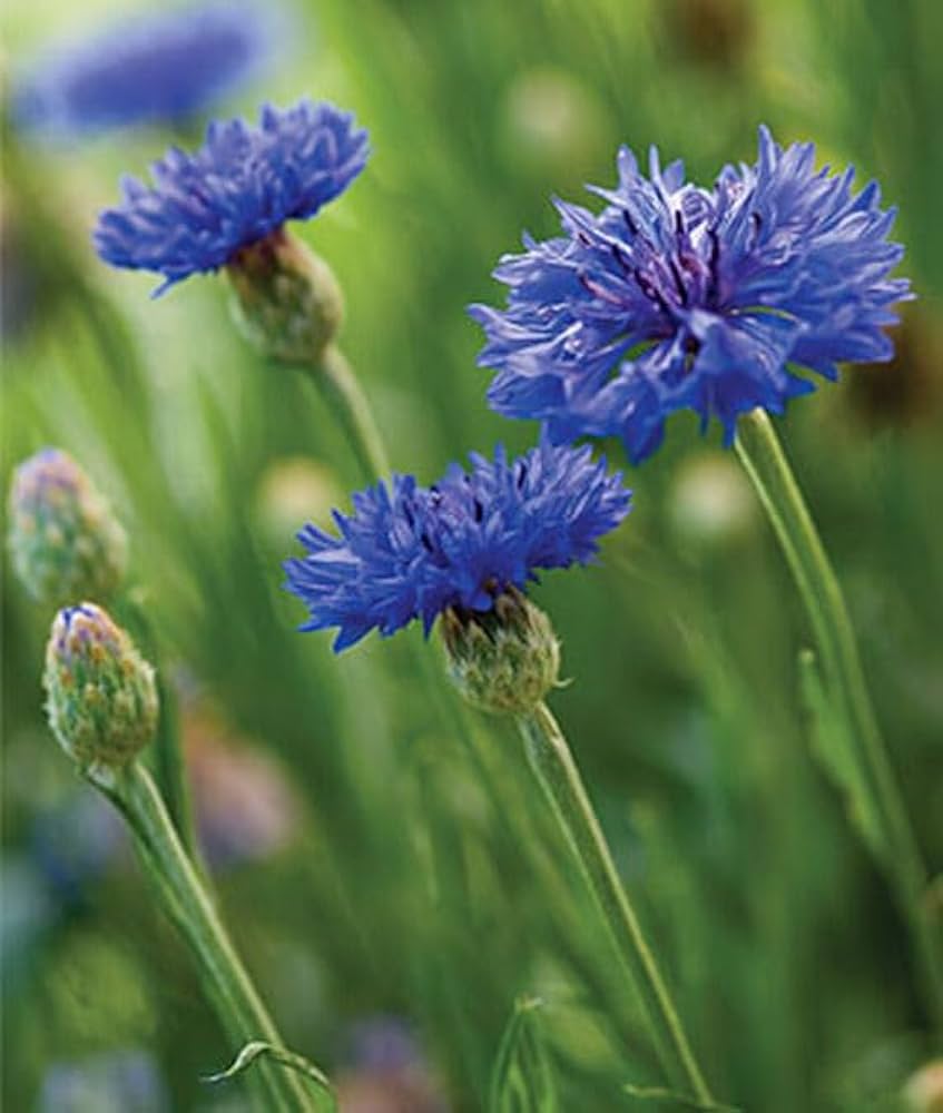 Light Blue Cornflower Seeds Centaurea cyanus for Planting in Garden & Flower Bed