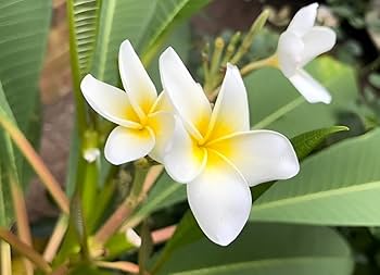 Yellow Egg Flower Seeds: Perfect for Planting & Gardening
