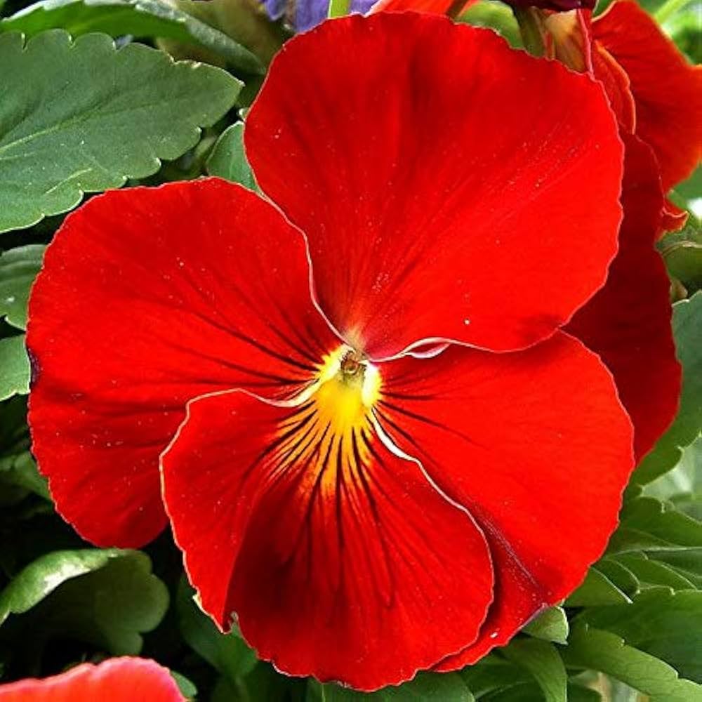 Pansy Viola Tricolor Red Seeds for Planting Window Boxes Flower Bed
