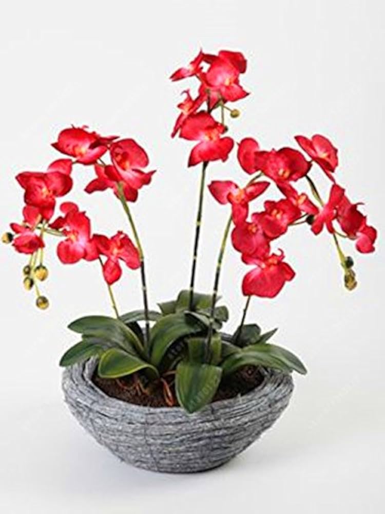 Phalaenopsis Bonsai Orchid Flower Seeds